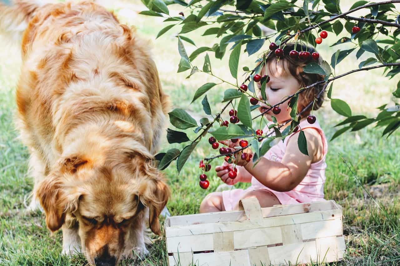 Toddler feeding dog